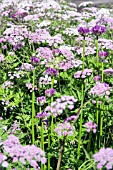 CHAEROPHYLLUM HIRSUTUM ROSEUM WITH ALLIUM SCHOENPRASUM