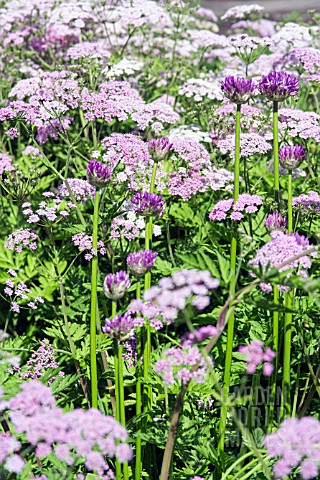 CHAEROPHYLLUM_HIRSUTUM_ROSEUM_WITH_ALLIUM_SCHOENPRASUM