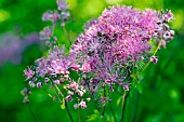 THALICTRUM SPIKEY DOTS