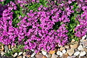 THYMUS BRESSINGHAM PINK