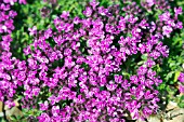 THYMUS BRESSINGHAM PINK