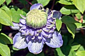 CLEMATIS BLUE LIGHT