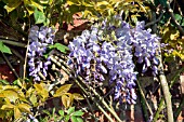 WISTERIA SINENSIS