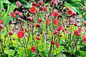 GEUM FLAMES OF PASSION