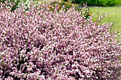 CYTISUS HOLLANDIA