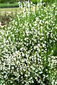 CYTISUS PRAECOX ALBA