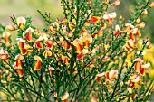 CYTISUS SCOPARIUS F. ANDREANUS