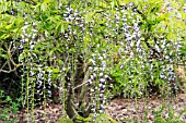 WISTERIA FLORIBUNDA