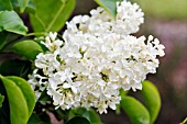 SYRINGA VULGARIS WHITE PRIMROSE