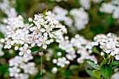 ARONIA MELANOCARPA HUGIN