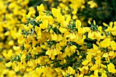 CYTISUS GOLDEN SUNLIGHT