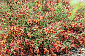 CYTISUS RED WINGS