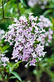 SYRINGA X PERSICA