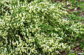 CYTISUS SCOPARIUS MOONLIGHT