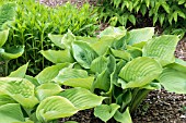 HOSTA SUM AND SUBSTANCE