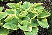 HOSTA FRAGRANT BOUQUET