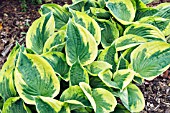 HOSTA TWILIGHT