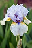 IRIS GERMANICA MISS CARLA