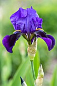 IRIS GERMANICA MAISIE LOWE