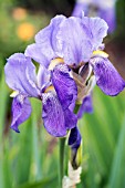 IRIS AMETHYST FLAME