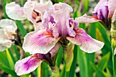 IRIS RASPBERRY BLUSH