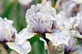 IRIS MRS NATE RUDOLPH