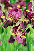 IRIS GERMANICA RED ORCHID