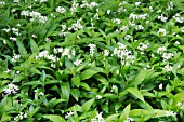 WILD GARLIC IN SPRINGTIME