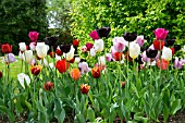 BED OF MIXED TULIPS