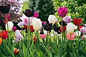 BED OF MIXED TULIPS