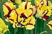 TULIPA FLAMING PARROT