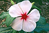 CATHARANTHUS ROSEUS