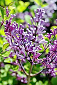 SYRINGA PUBESCENS SSP. PATULA