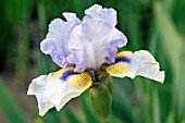 IRIS CHINA SEA