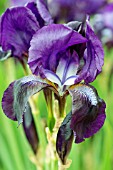 IRIS BLACK KNIGHT