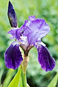 IRIS CELTIC