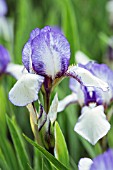 IRIS PICADEE