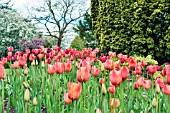 TULIPA SKY HIGH SCARLET AND STUNNING APRICOT