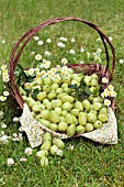 BASKET OF FRESHLY PICKED GOOSEBERRIES