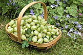 TRUG OF FRESHLY PICKED GOOSEBERRIES