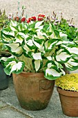 HOSTA FIRE AND ICE IN A TERRACOTTA POT