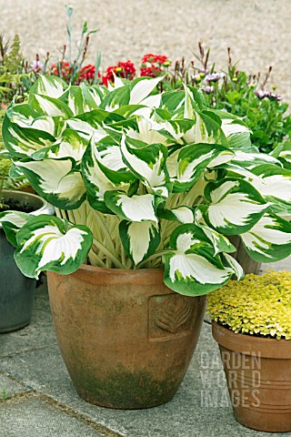 HOSTA_FIRE_AND_ICE_IN_A_TERRACOTTA_POT