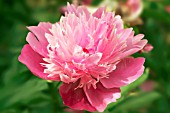 PAEONIA MADAME EMILE DEBATENE