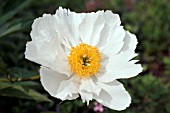 PAEONIA KRINKLED WHITE