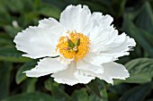 PAEONIA KRINKLED WHITE