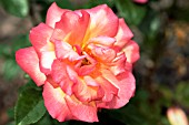 ROSA SHEILAS PERFUME