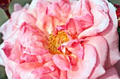 ROSA ENGLISH MISS