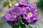 ROSA RHAPSODY IN BLUE