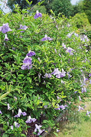 CLEMATIS_VITICELLA_BETTY_CORNING
