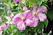 CLEMATIS COMTESSE DE BOUCHARD